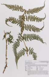 Dryopteris stewartii. Herbarium specimen showing the frond base of a self-sown plant from Kerikeri, AK 299450.
 Image: Auckland Museum © Auckland Museum All rights reserved